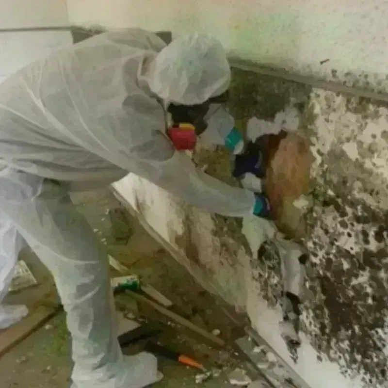 Mold Remediation and Removal in Pasadena, CA